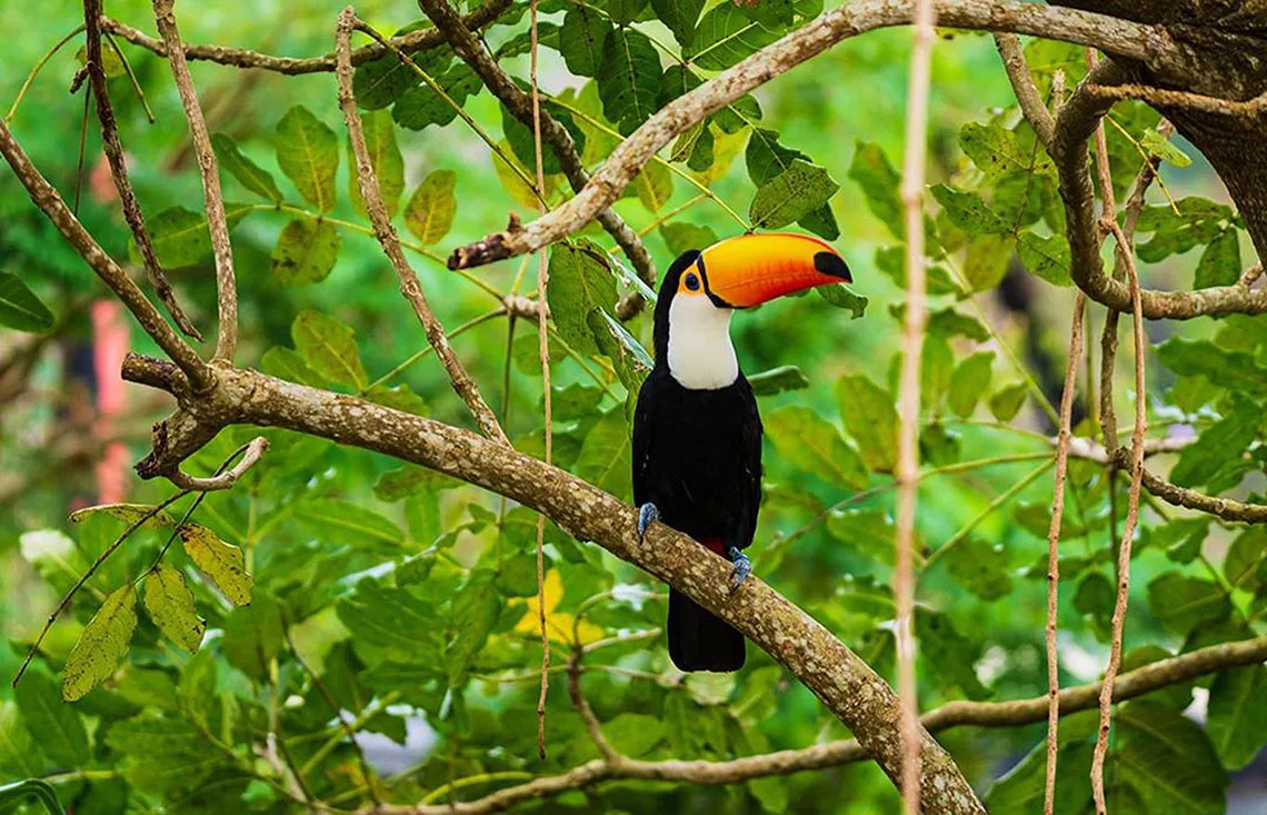 a tropical bird in a tree at neo park okinawa